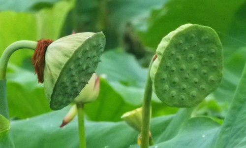 中药材黑老虎功效和作用-中药材黑老虎网 :分享黑老虎图片-中药材黑老虎根功效与作用知识